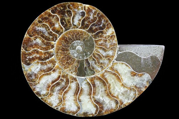 Polished Ammonite Fossil (Half) - Agatized #72945